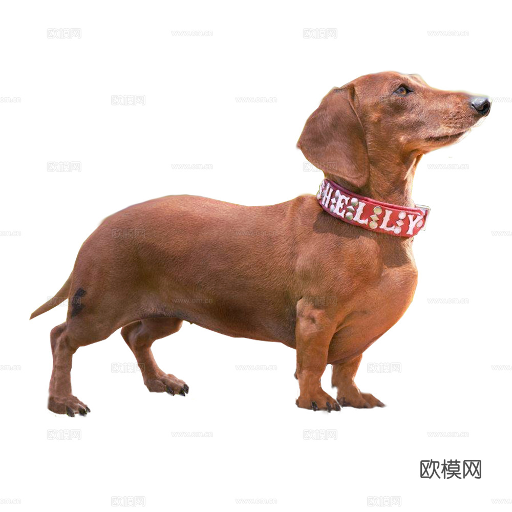 小狗 狗 动物