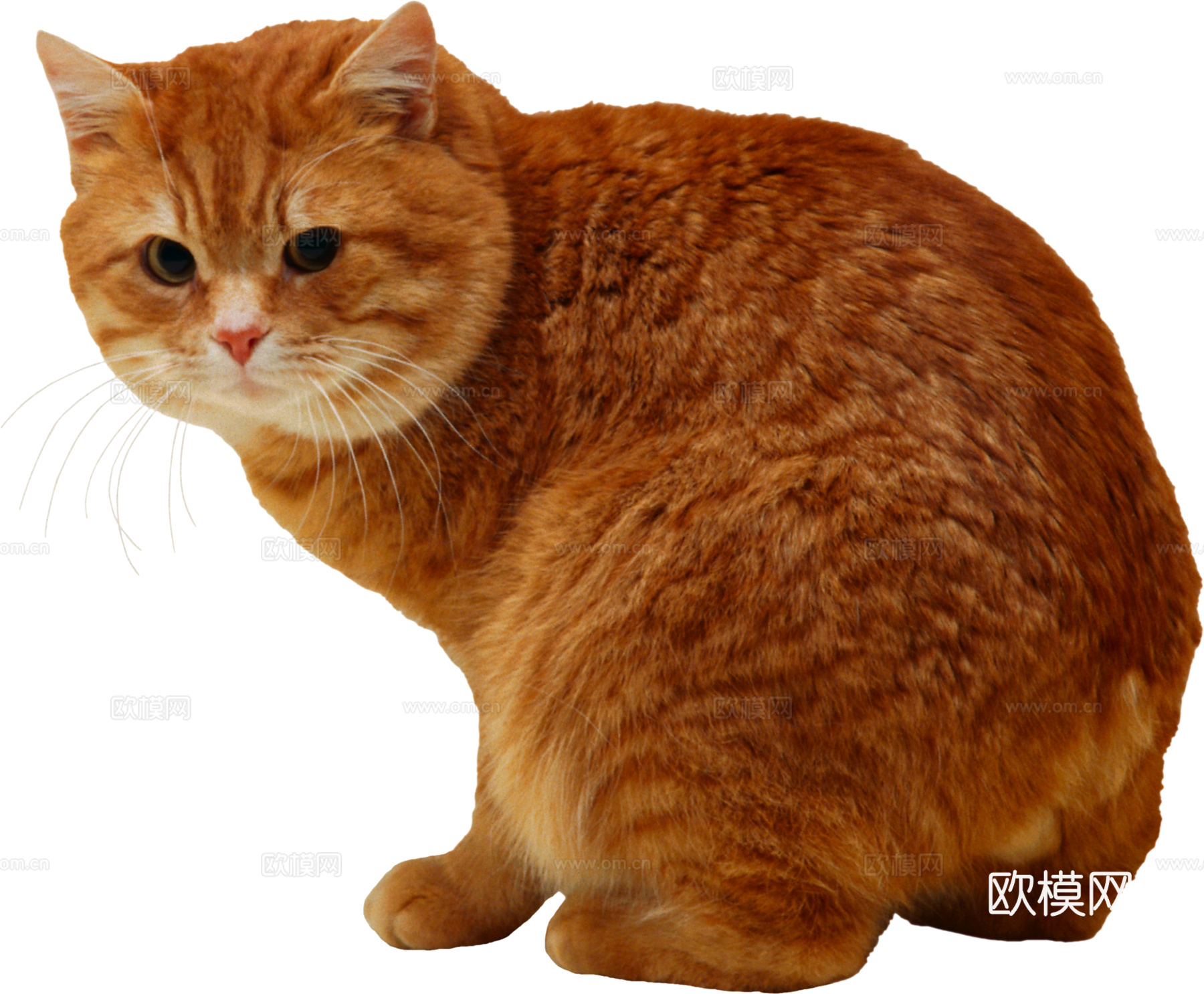 猫 小猫 动物