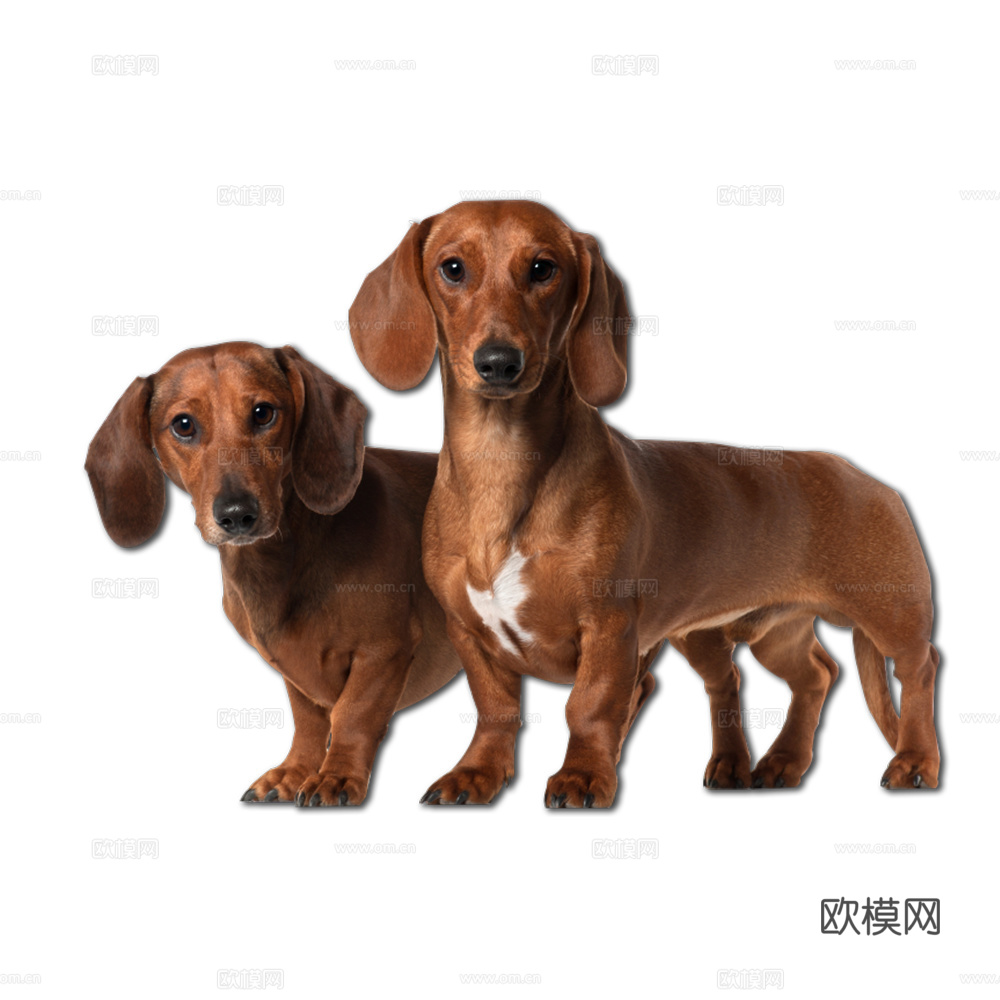 小狗 狗 动物