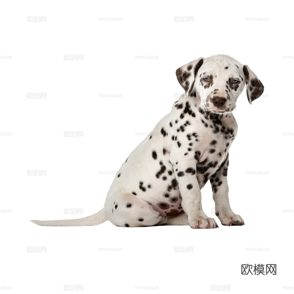 小狗 狗 斑点狗 动物