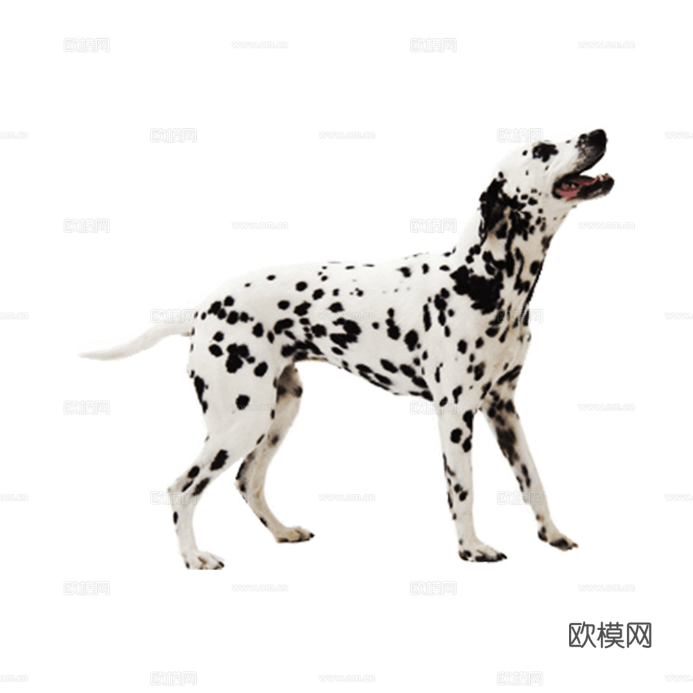 小狗 狗 斑点狗 动物