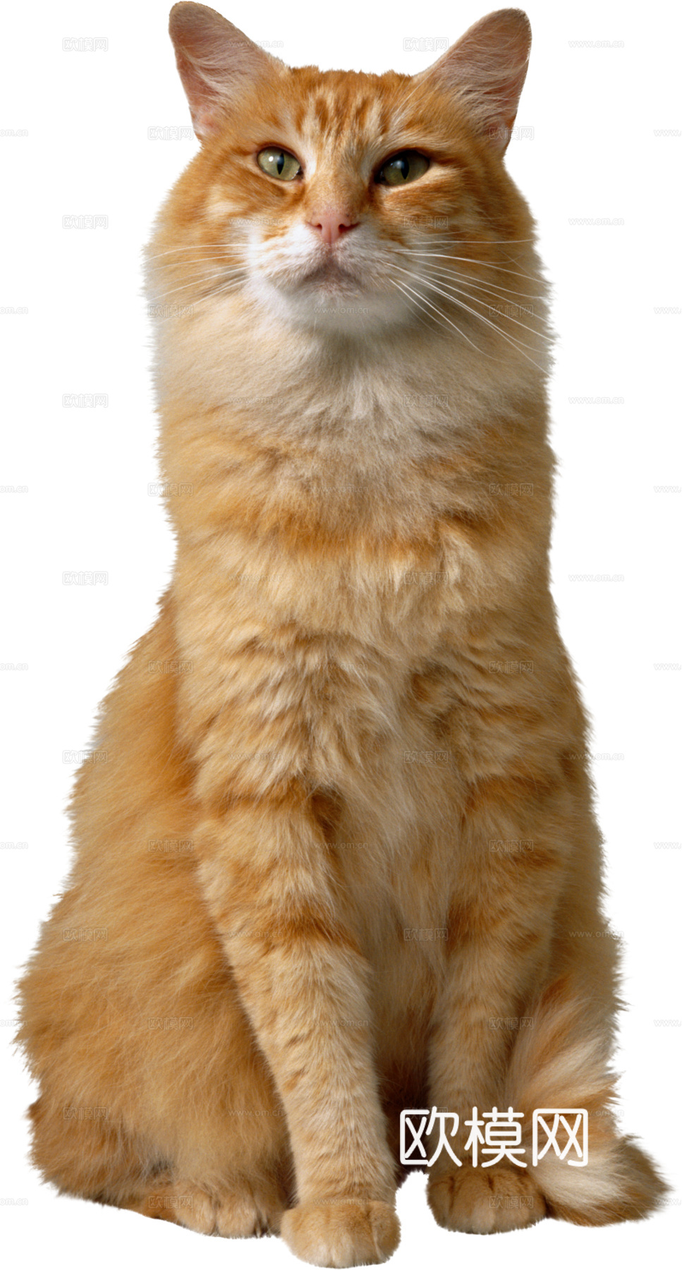 猫 小猫 动物