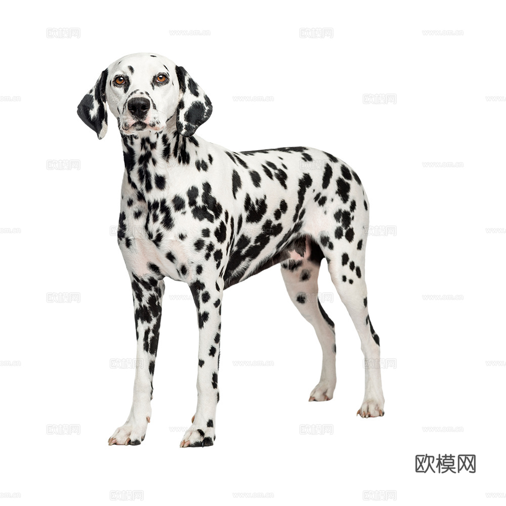 小狗 狗 斑点狗 动物