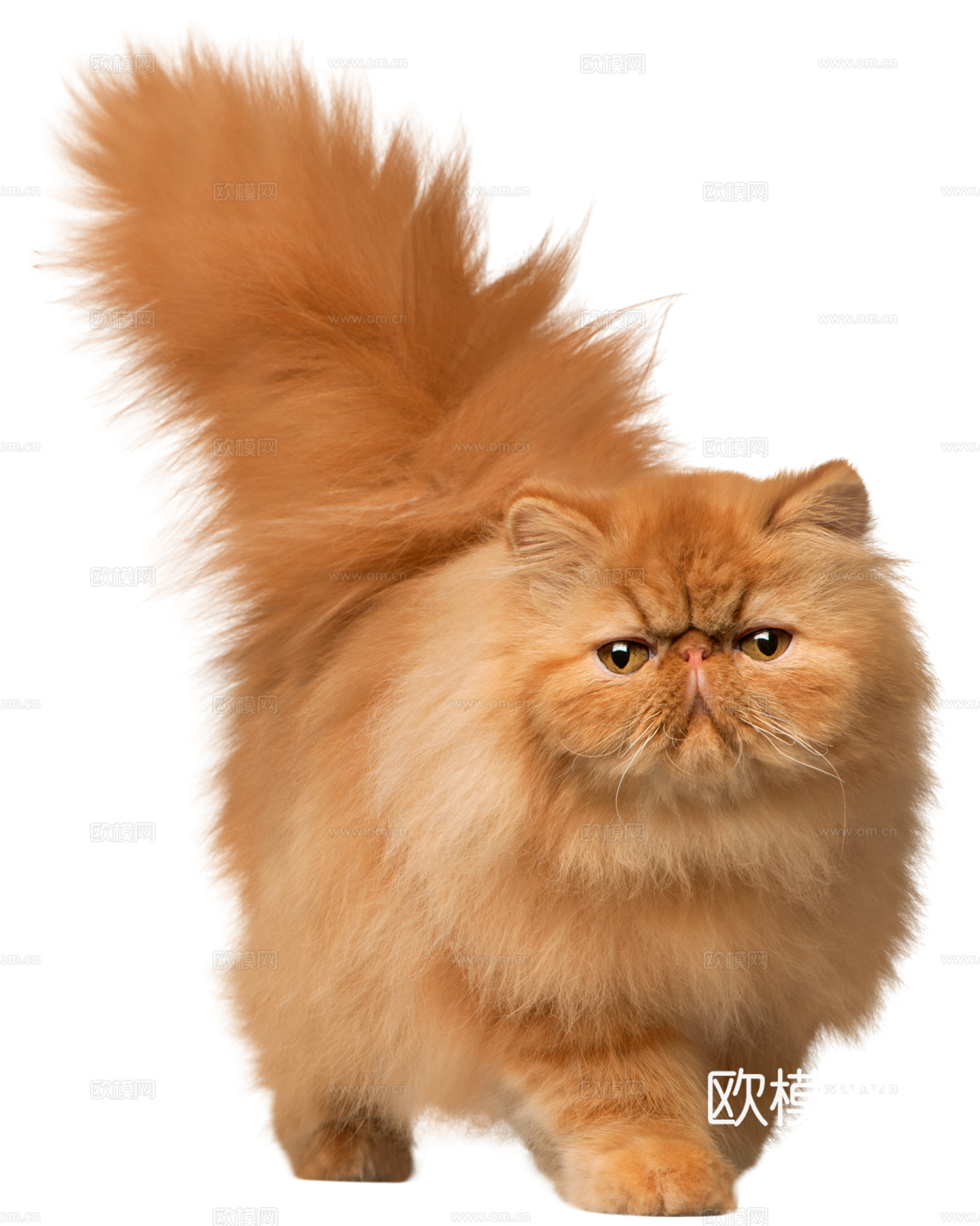 猫 小猫 动物