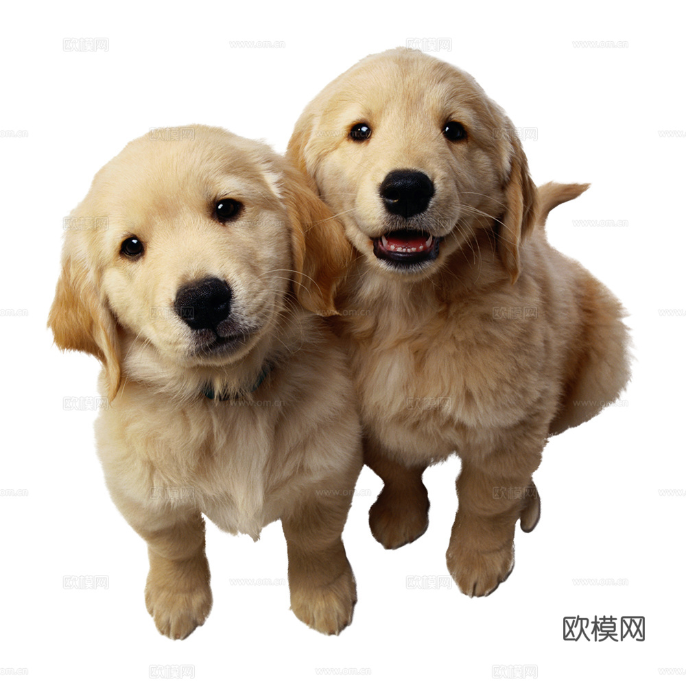 小狗 狗 动物下载