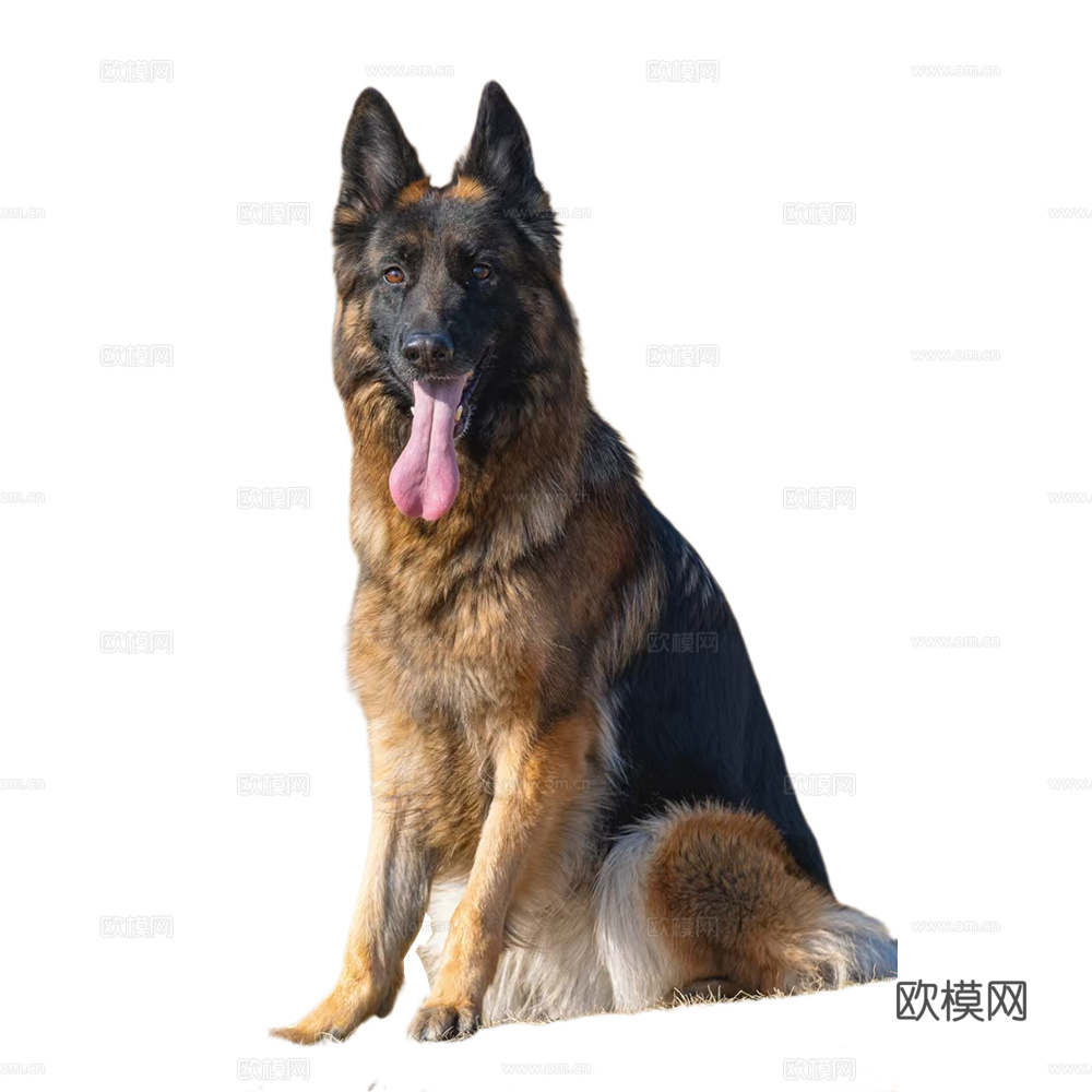 小狗  狗 动物