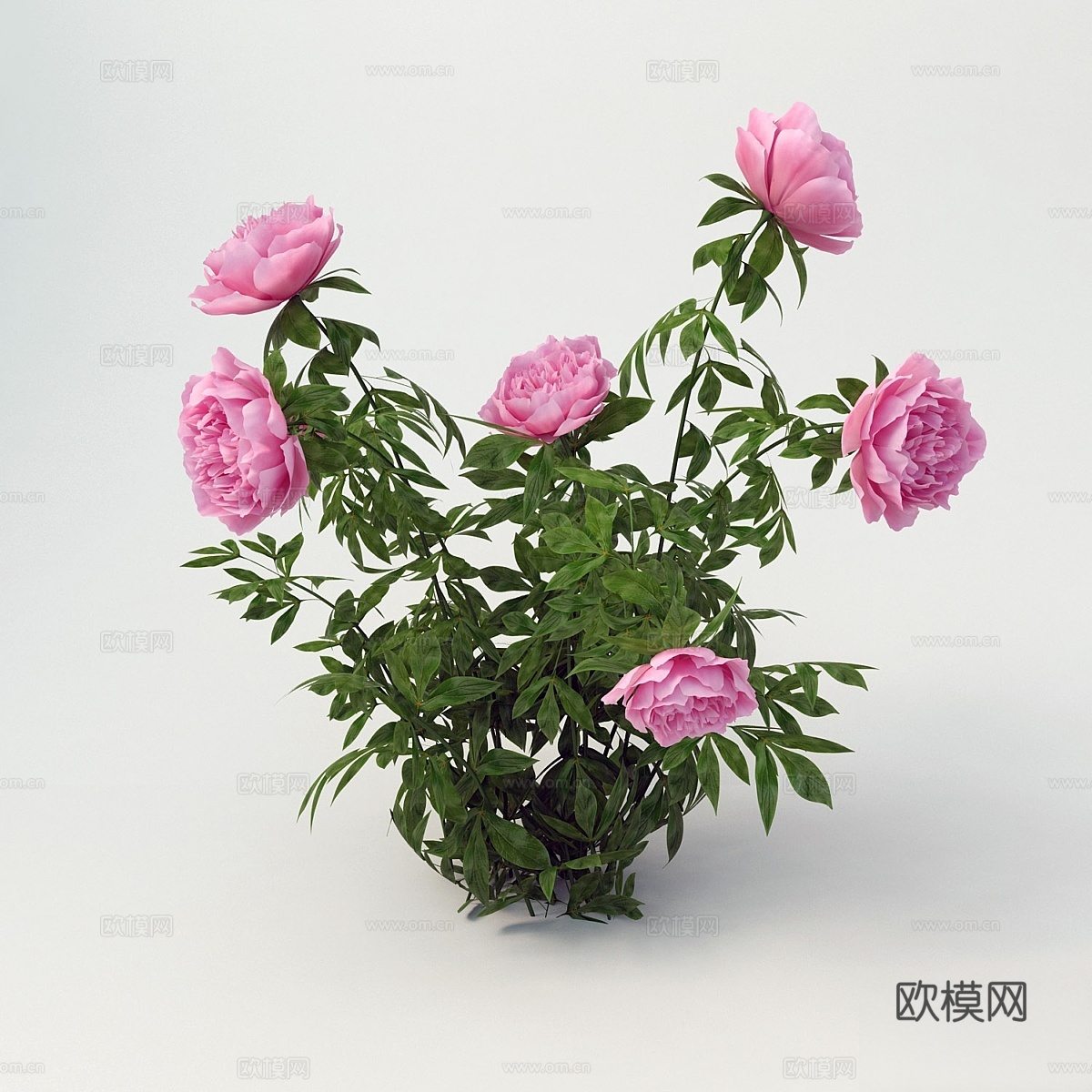 牡丹树3d模型下载