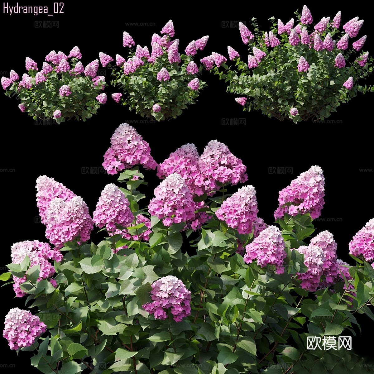 绣球花 023d模型