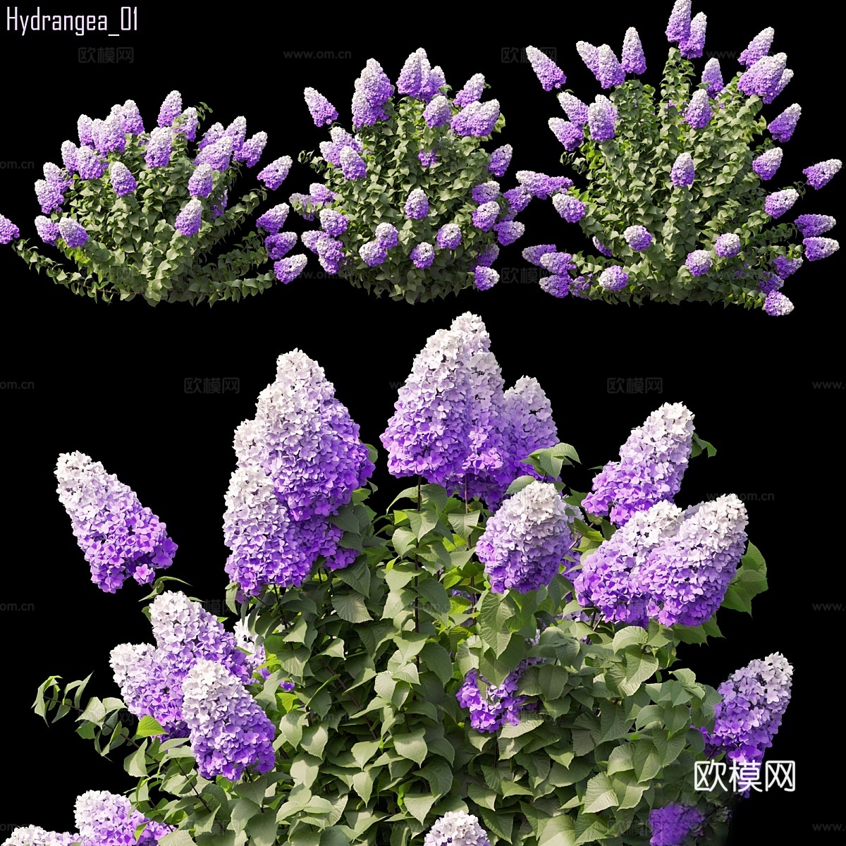 绣球花 013d模型