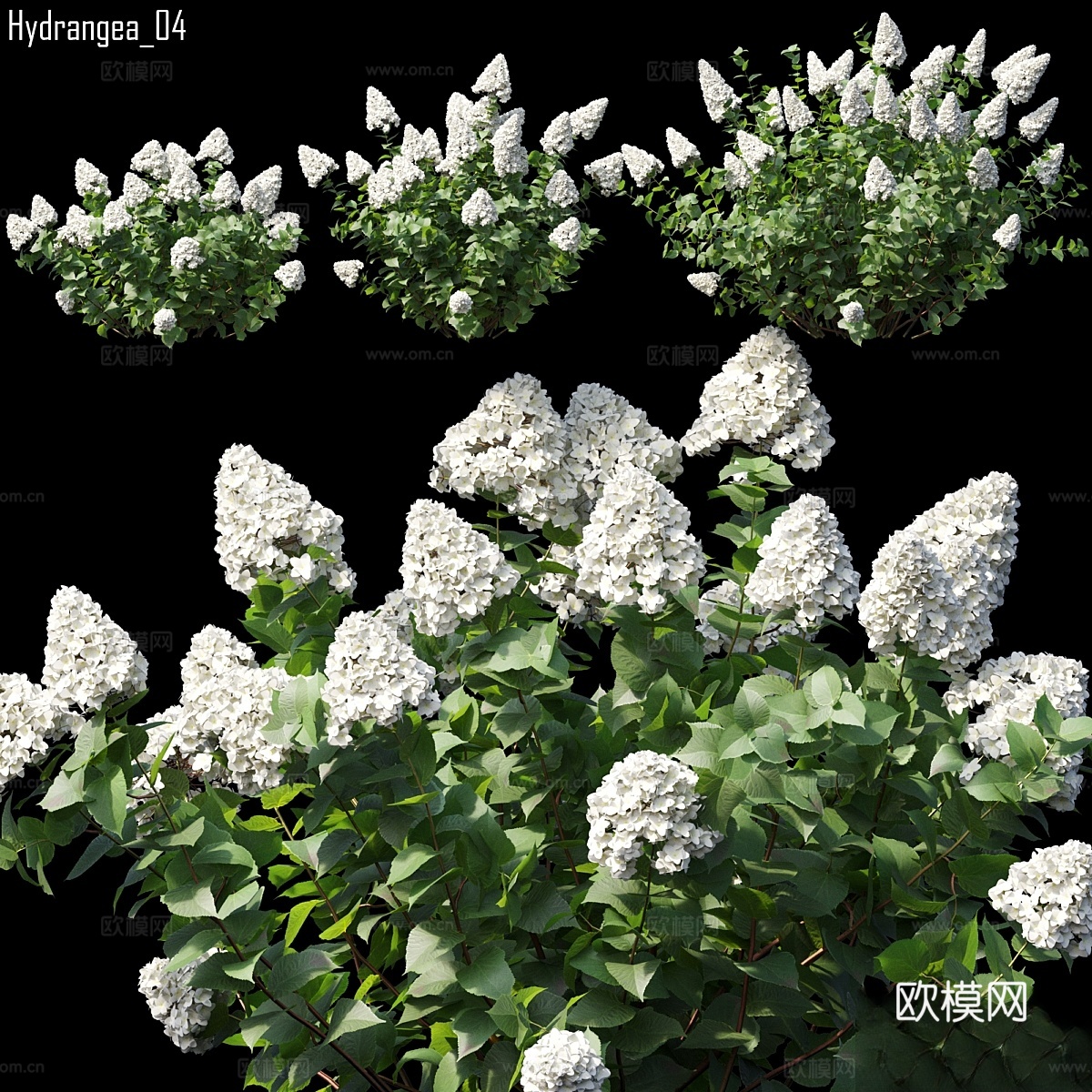 绣球花 043d模型