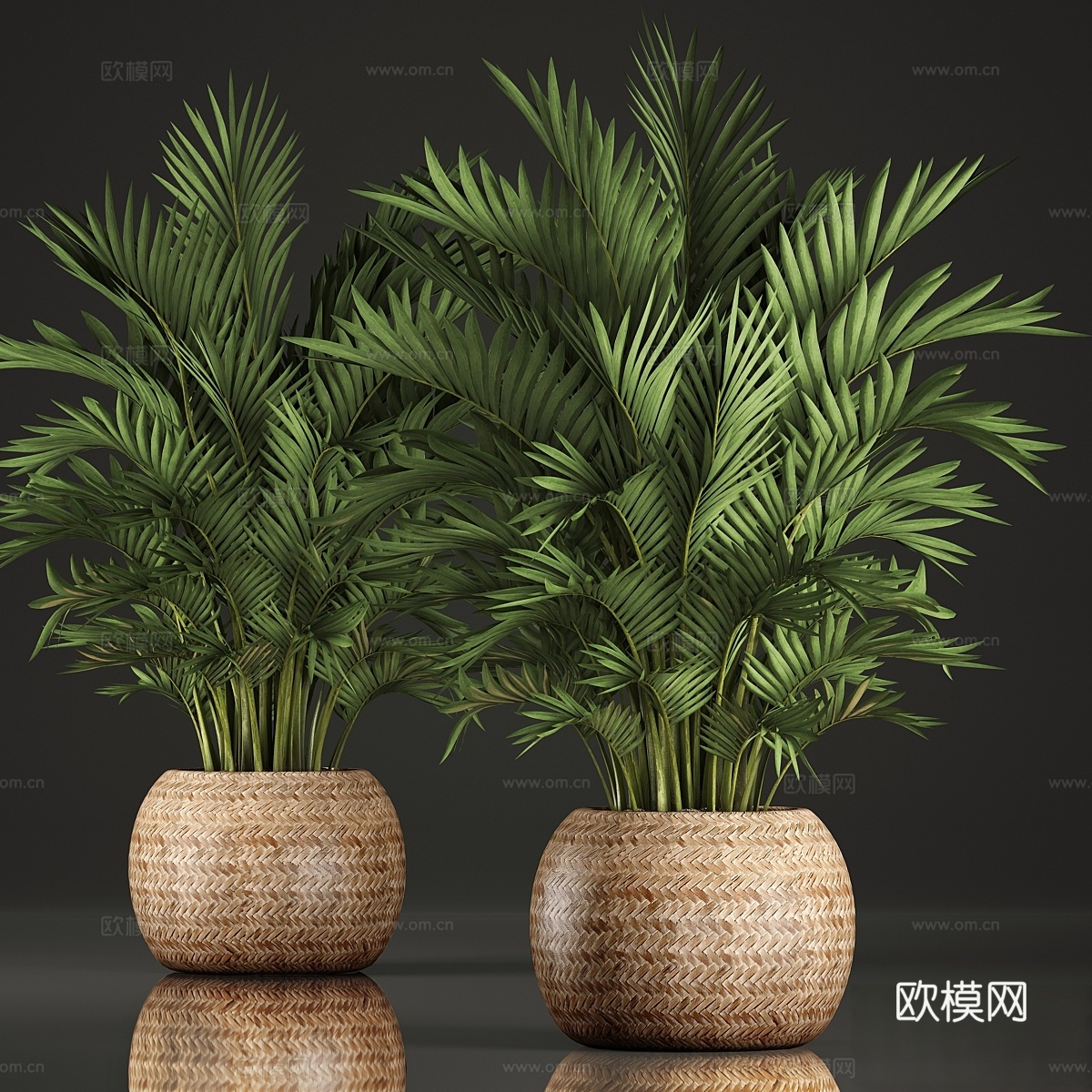 Howea 346 植物系列。霍维亚、肯蒂亚、巴斯3d模型