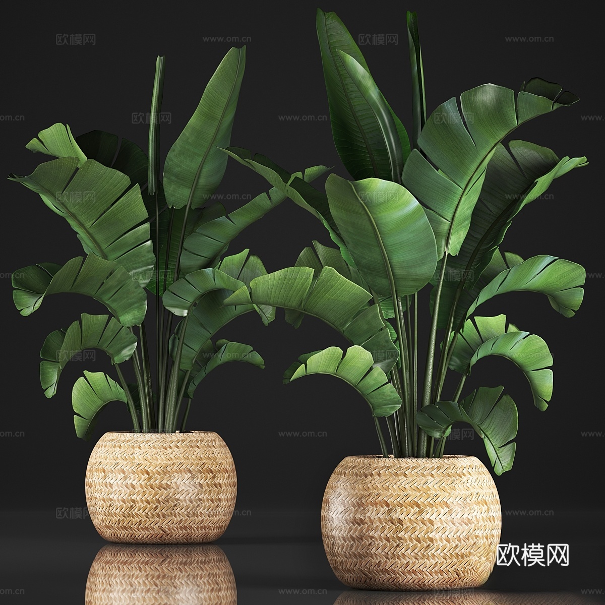 植物收藏345. 香蕉棕榈。篮子，藤条，3d模型