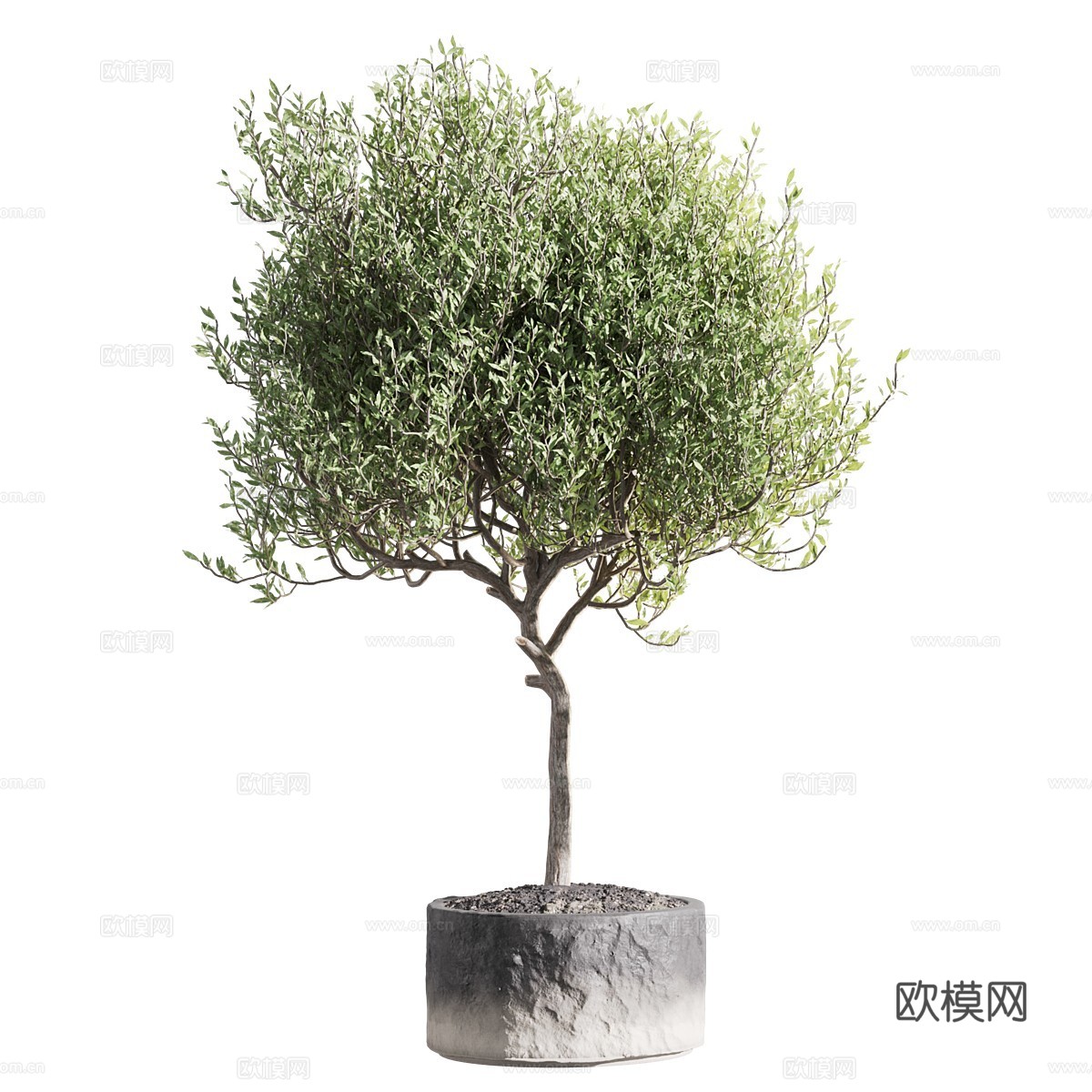 新中式绿植盆栽3d模型下载（渲染图4）