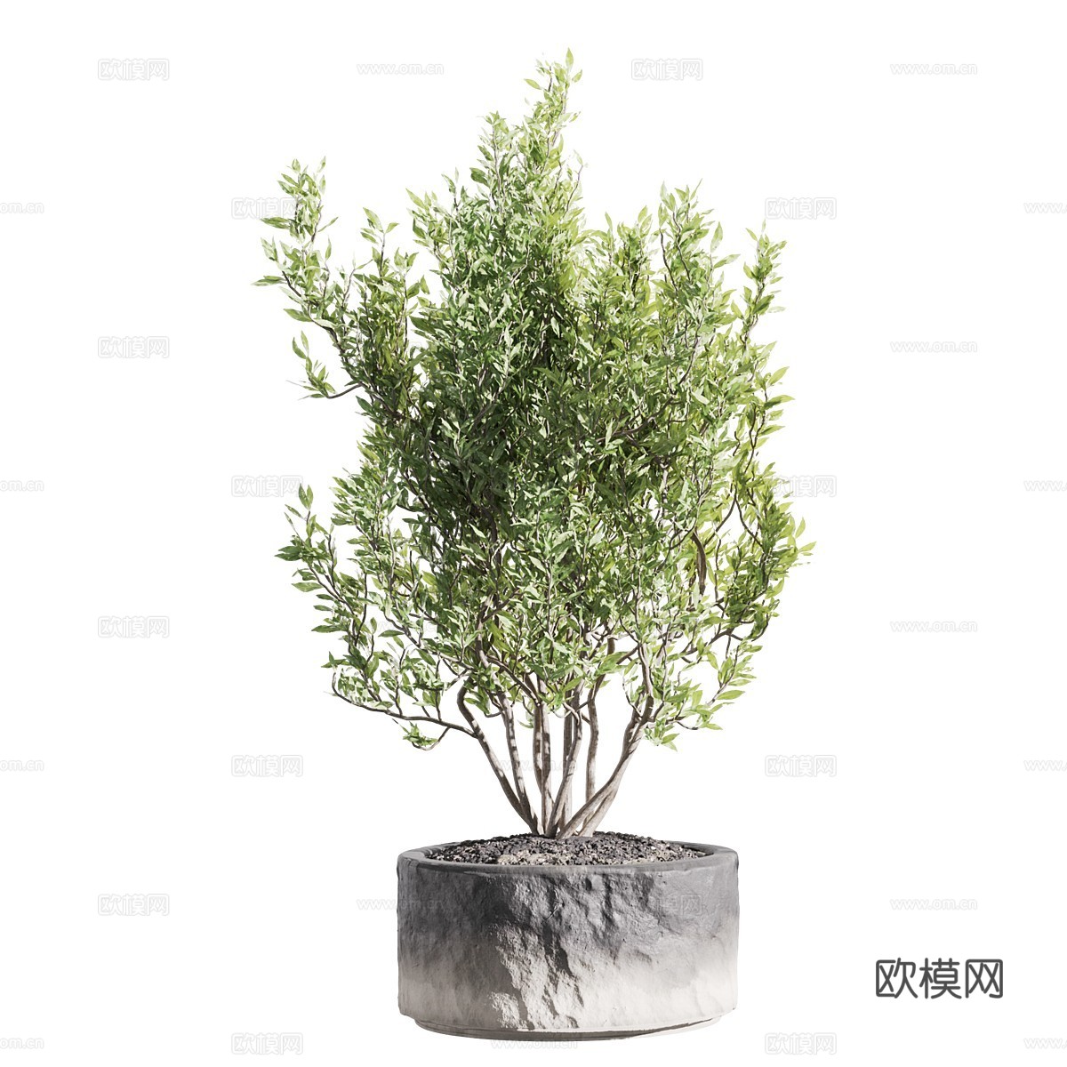 新中式绿植盆栽3d模型下载（渲染图3）