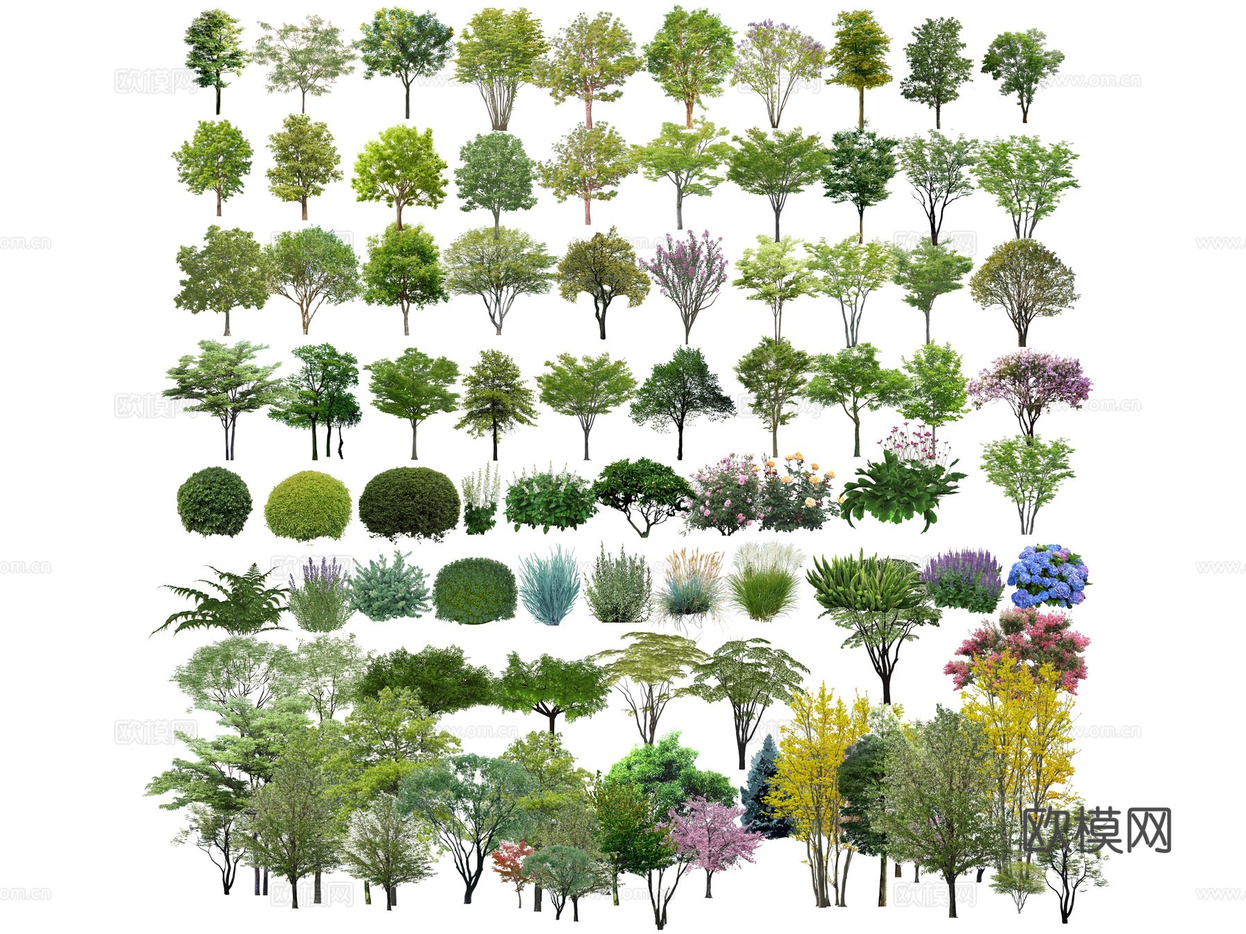 现代植物树su模型