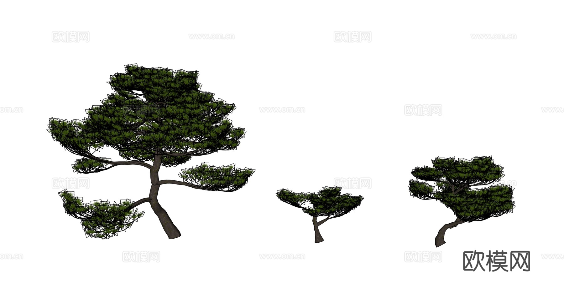 树 景观树 松树 行道树 树池su模型