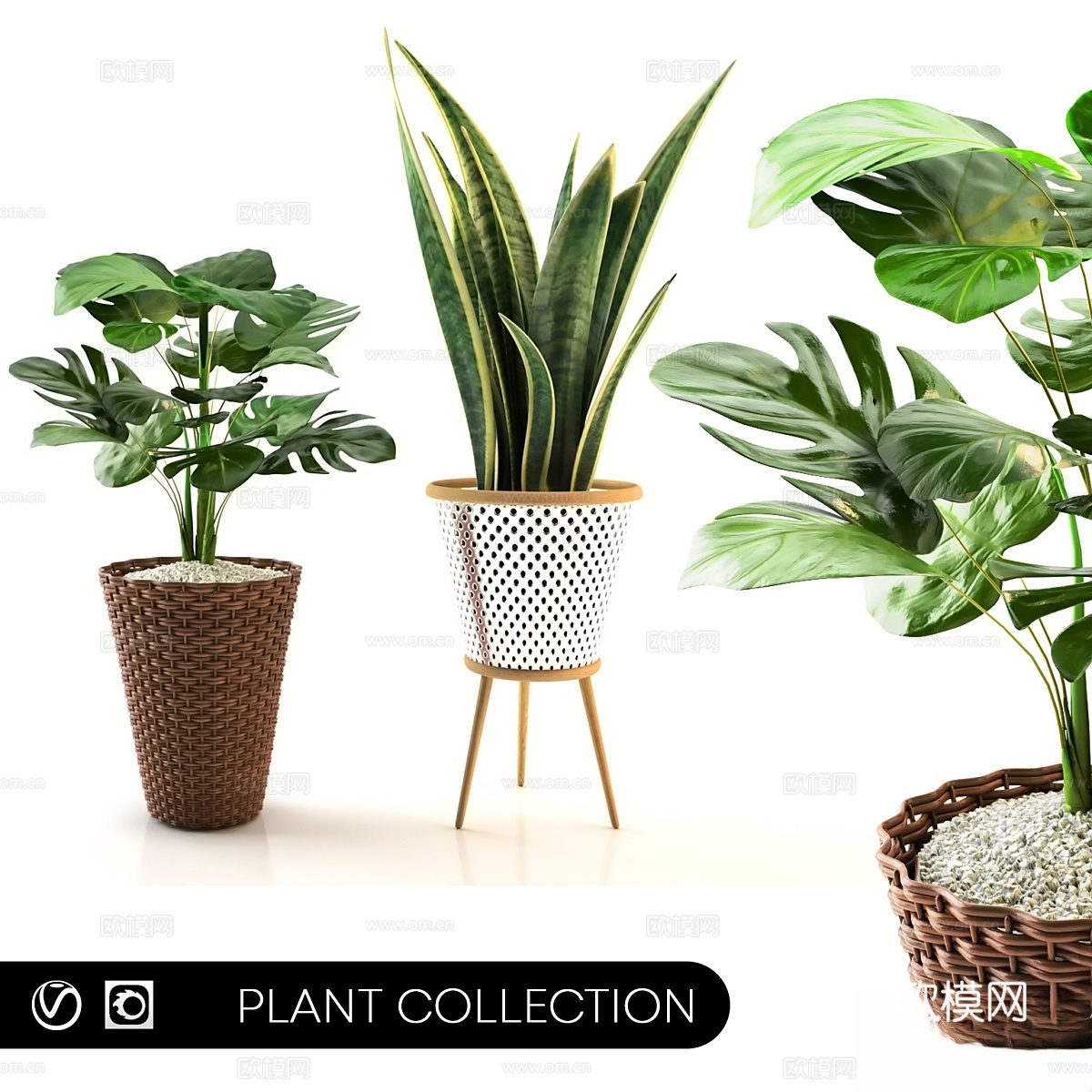 植物收藏套装 023d模型