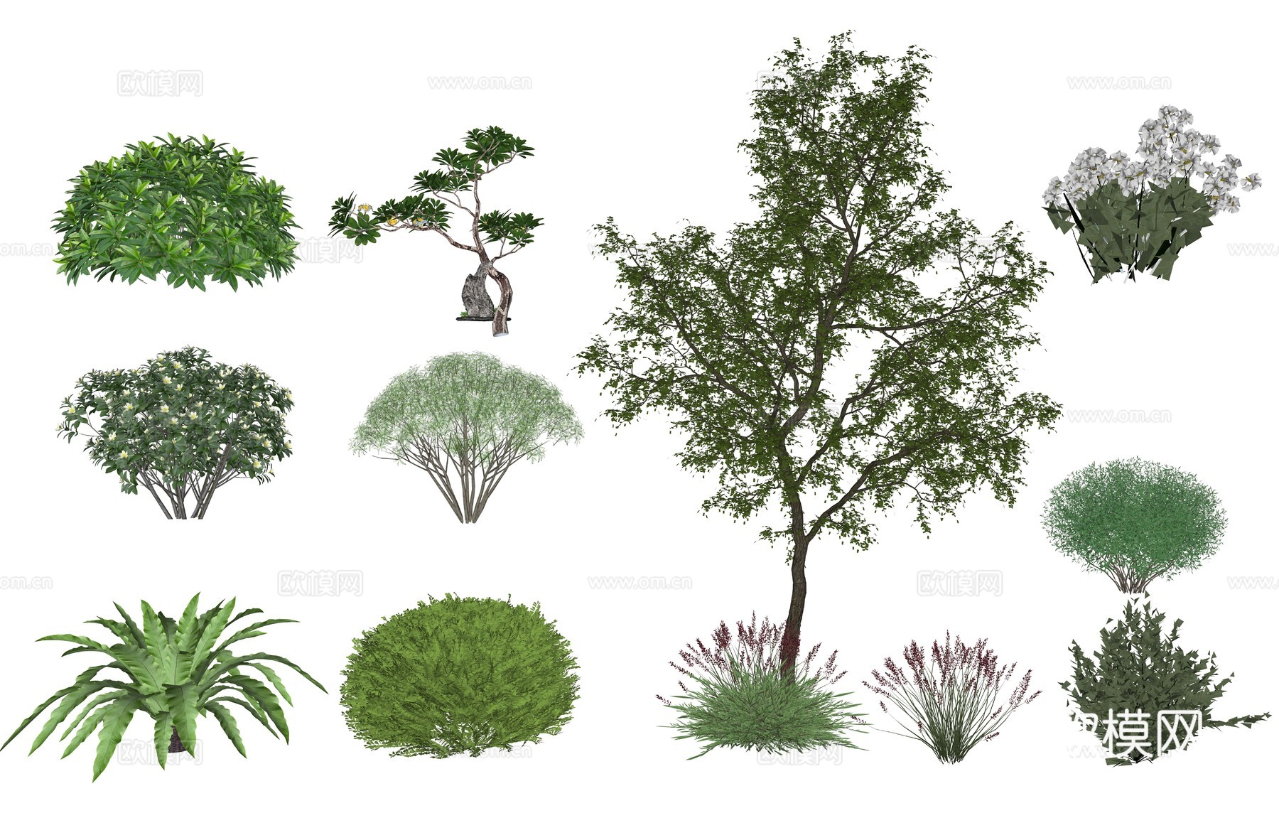 现代景观植物树su模型