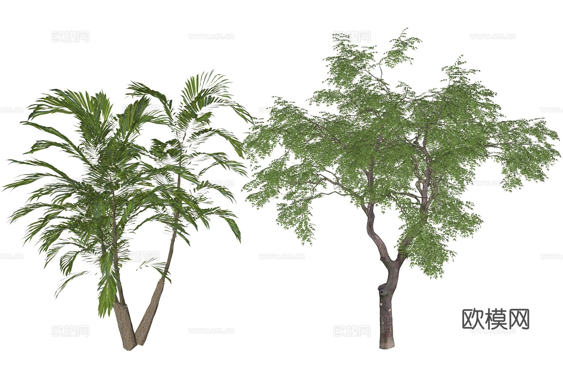 现代灌木植物树su模型