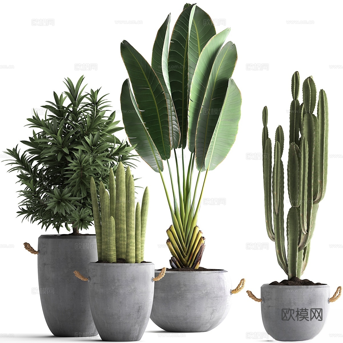 黑色混凝土花盆中的小型植物收藏3d模型