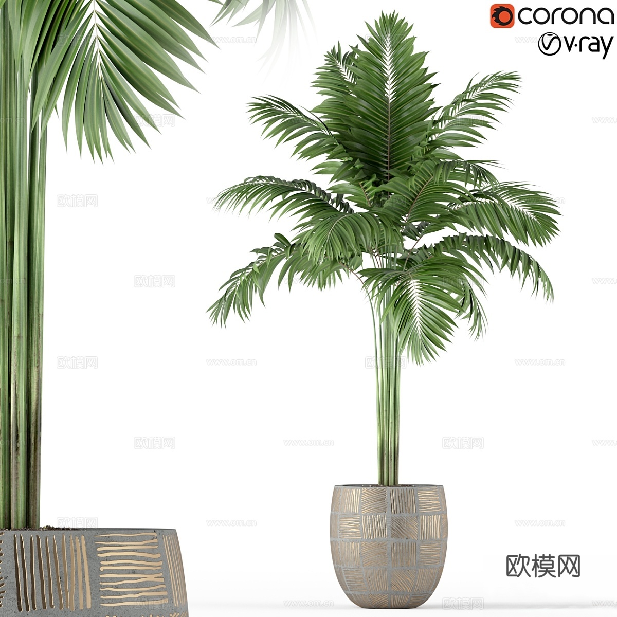 植物收藏 2203d模型