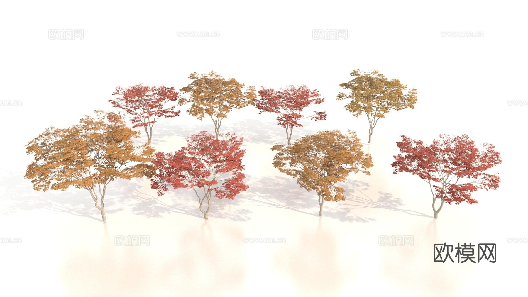植物 树木 景观树 乔木 红枫3d模型