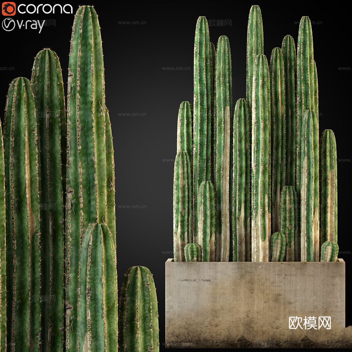 植物收藏 2603d模型