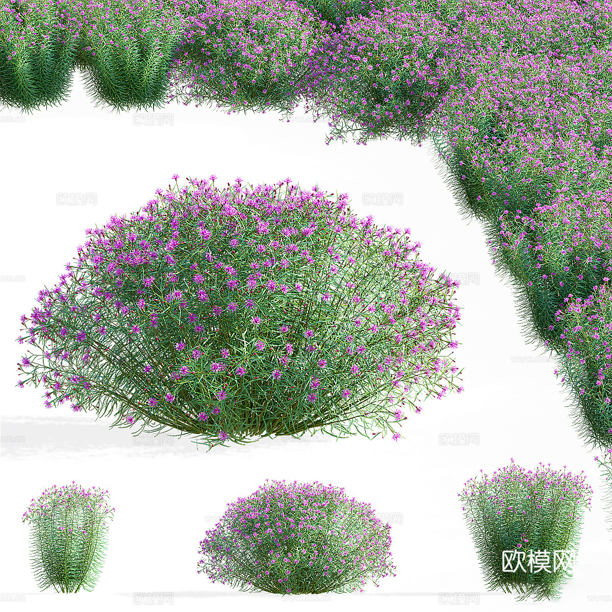 马鞭草窄叶花 马荚花3d模型下载（渲染图1）