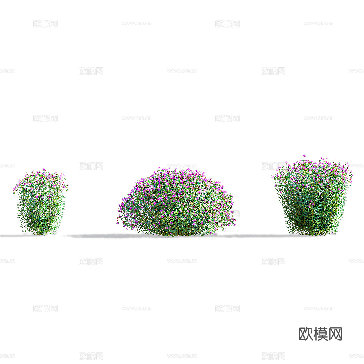 马鞭草窄叶花 马荚花3d模型下载（渲染图3）