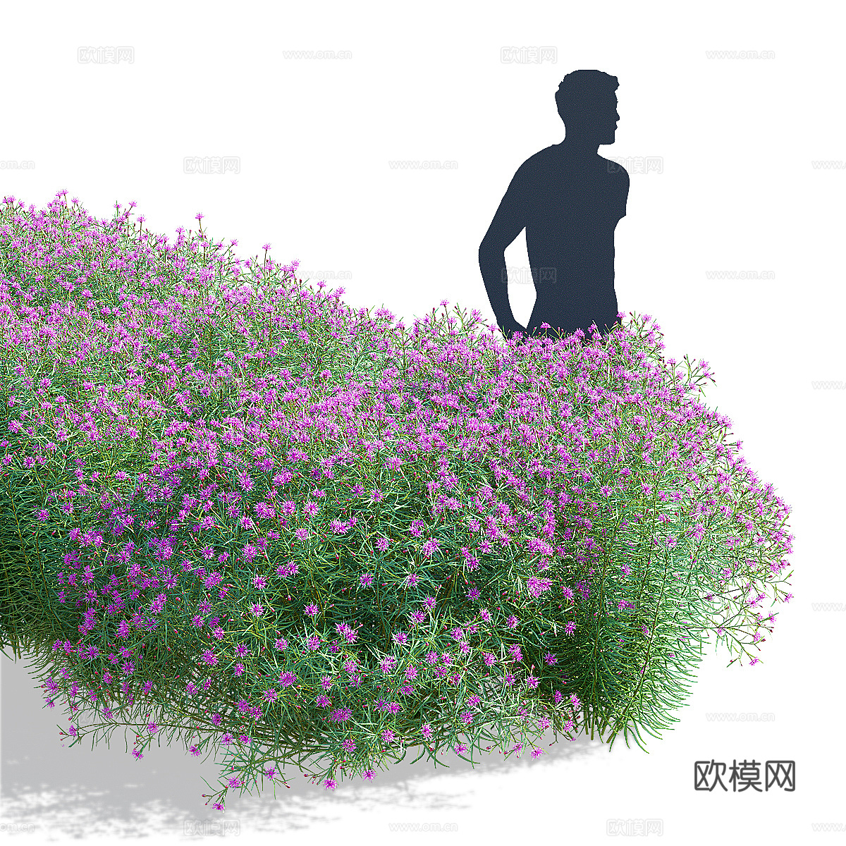 马鞭草窄叶花 马荚花3d模型下载（渲染图2）