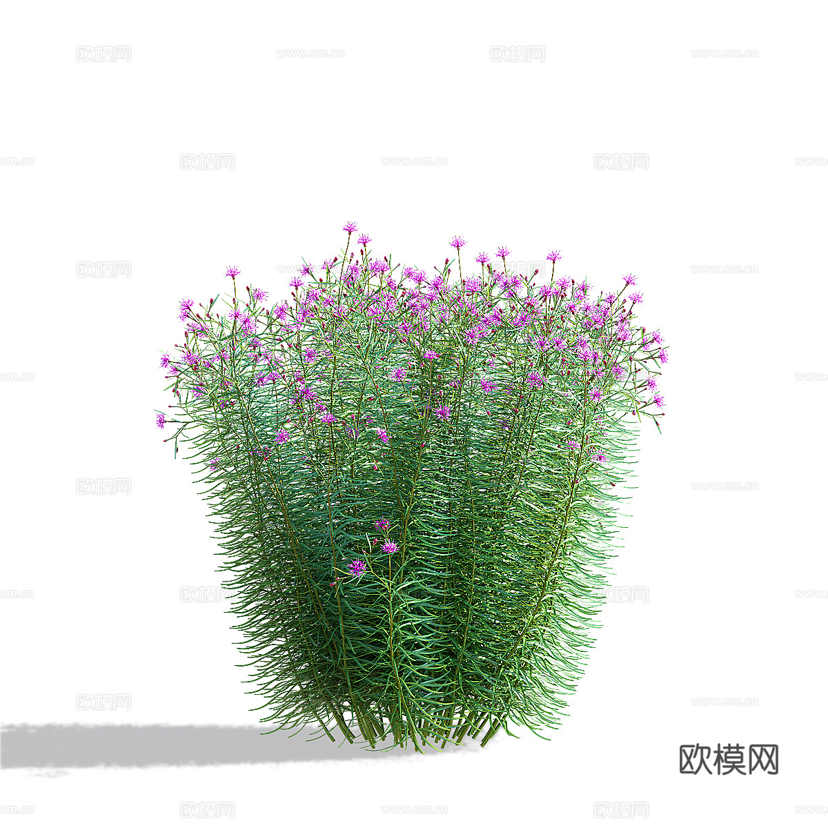 马鞭草窄叶花 马荚花3d模型下载（渲染图4）
