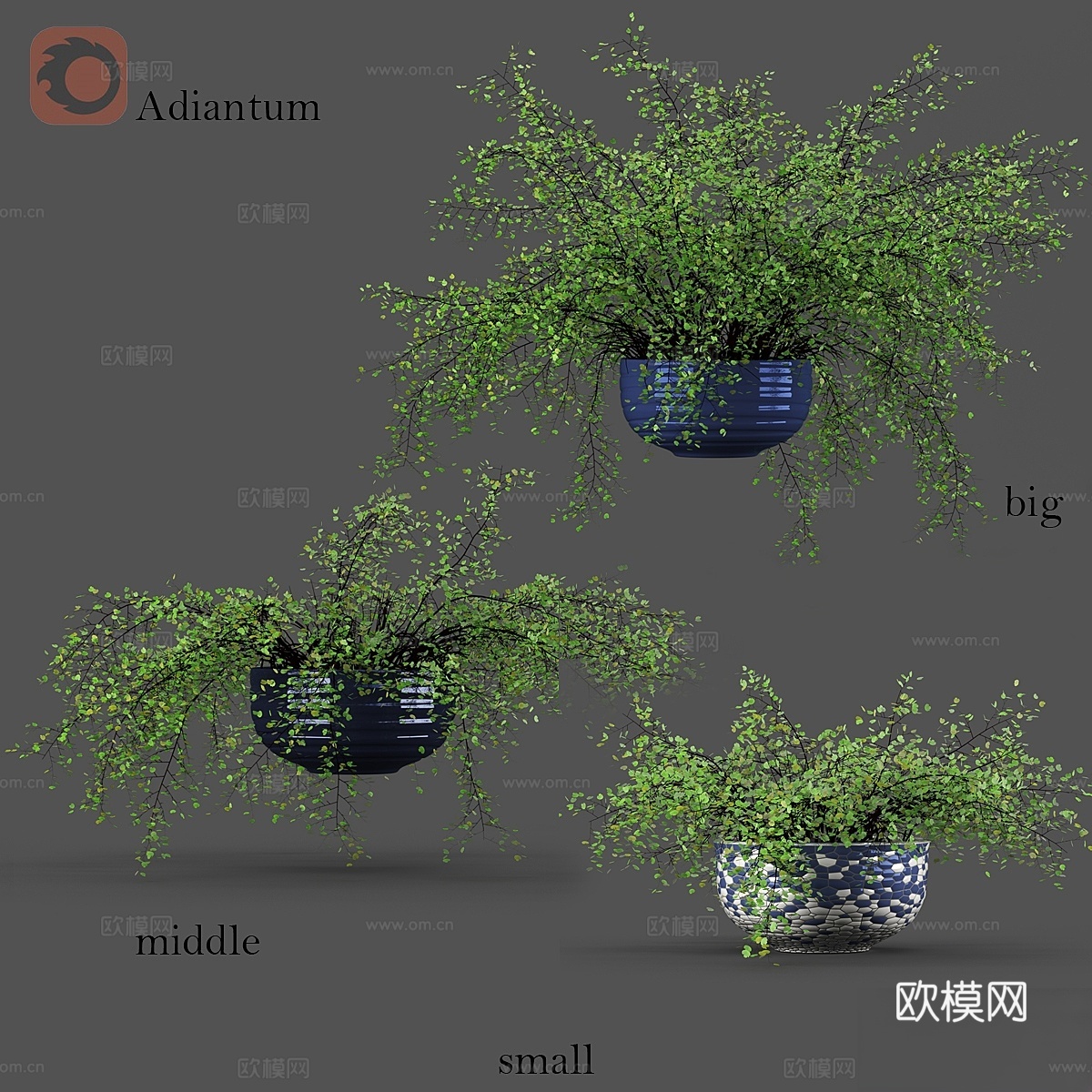 Adiantum或维纳斯发丝3d模型下载
