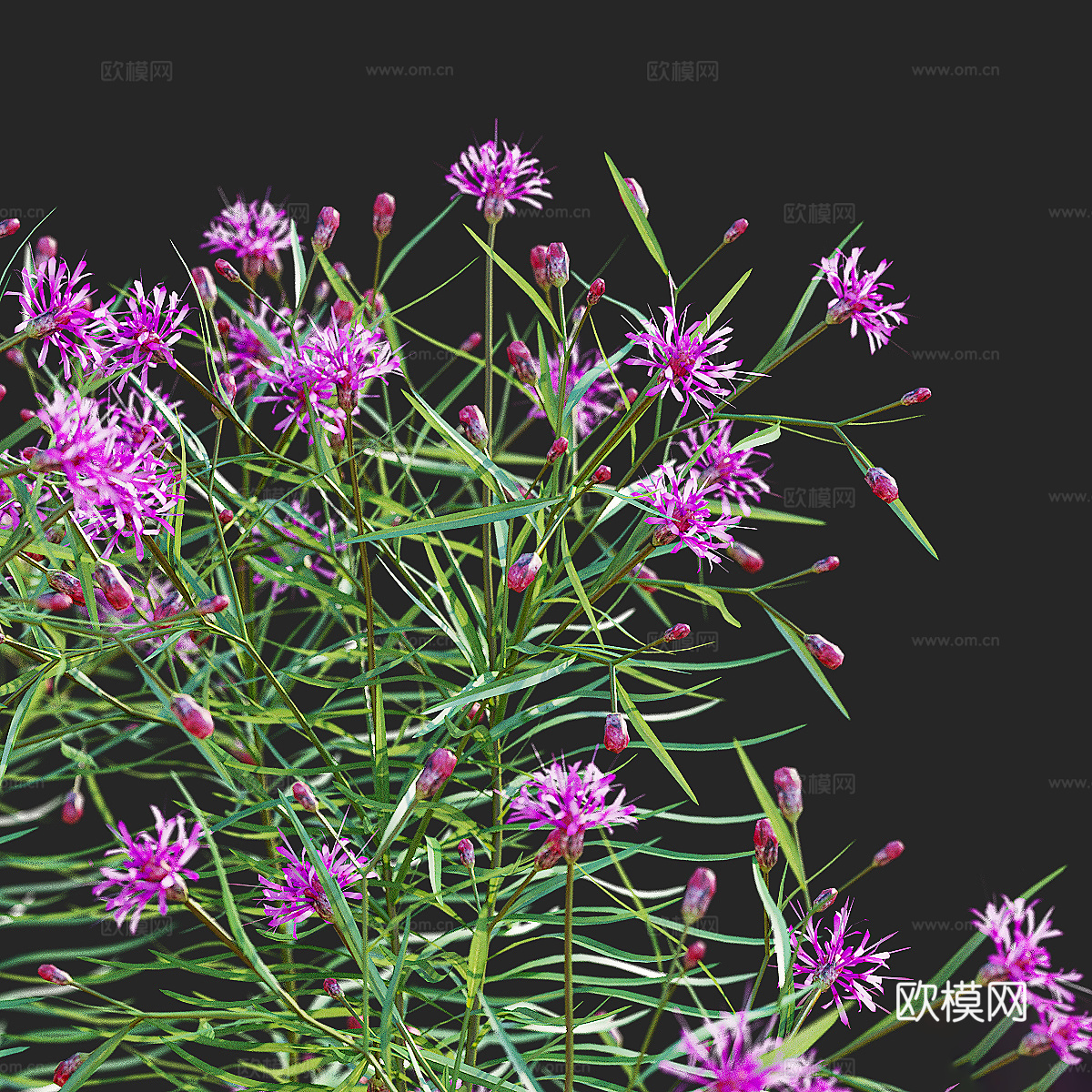 马鞭草窄叶花 马荚花3d模型下载（渲染图6）