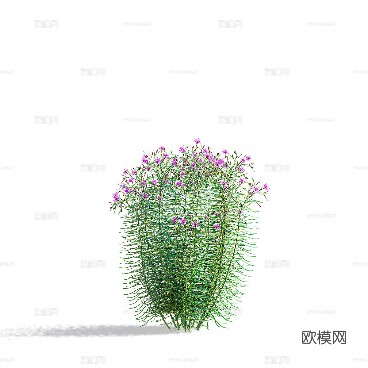 马鞭草窄叶花 马荚花3d模型下载（渲染图5）