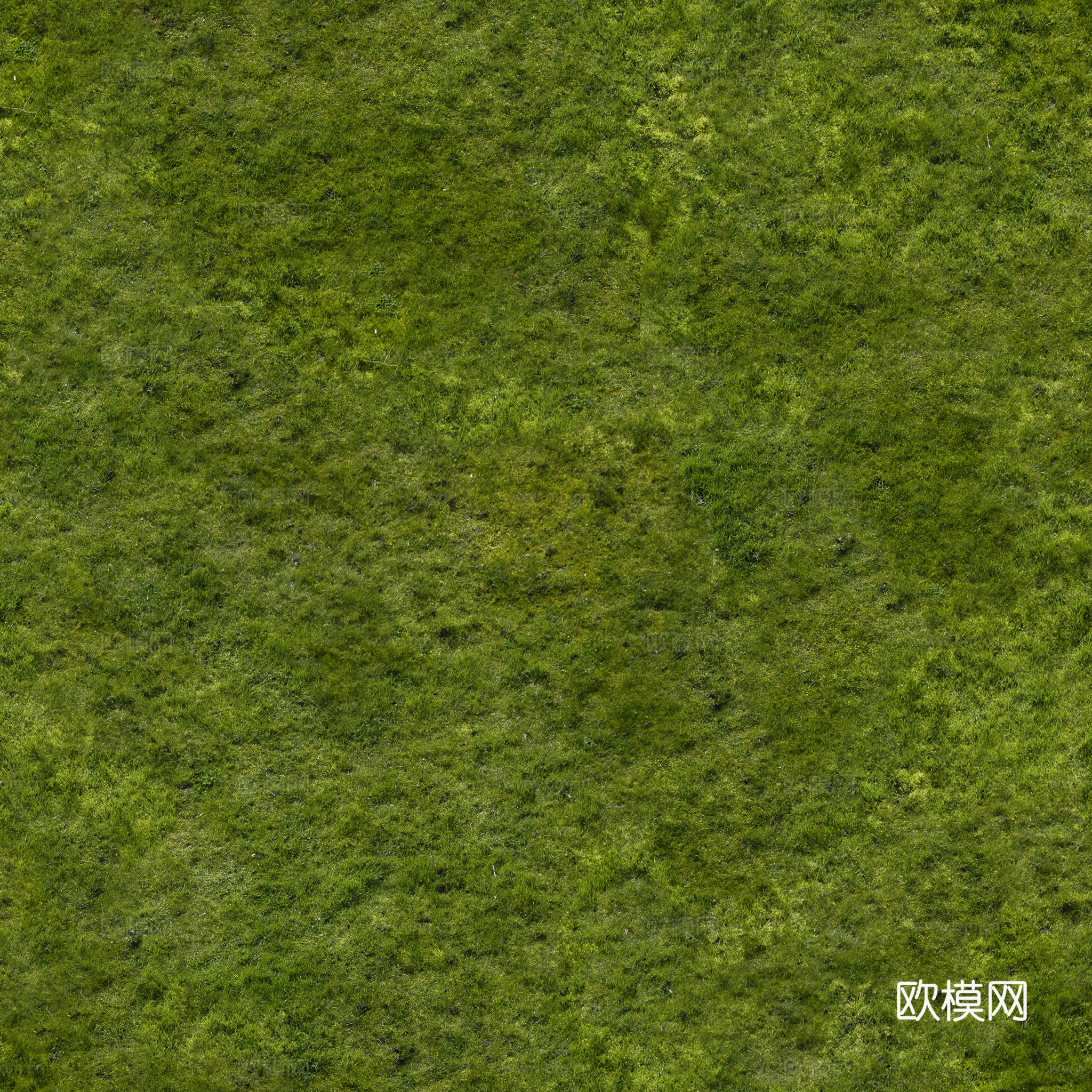 草地