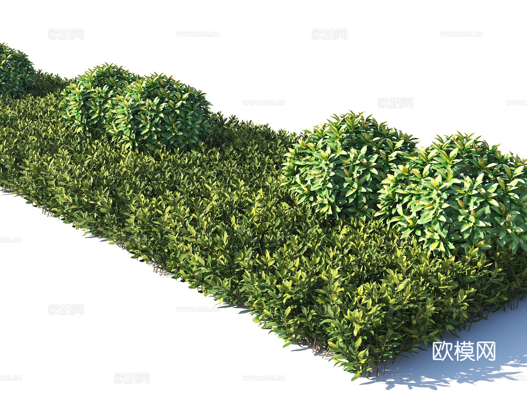 灌木 绿化带植物 景观绿化带 现代灌木su模型