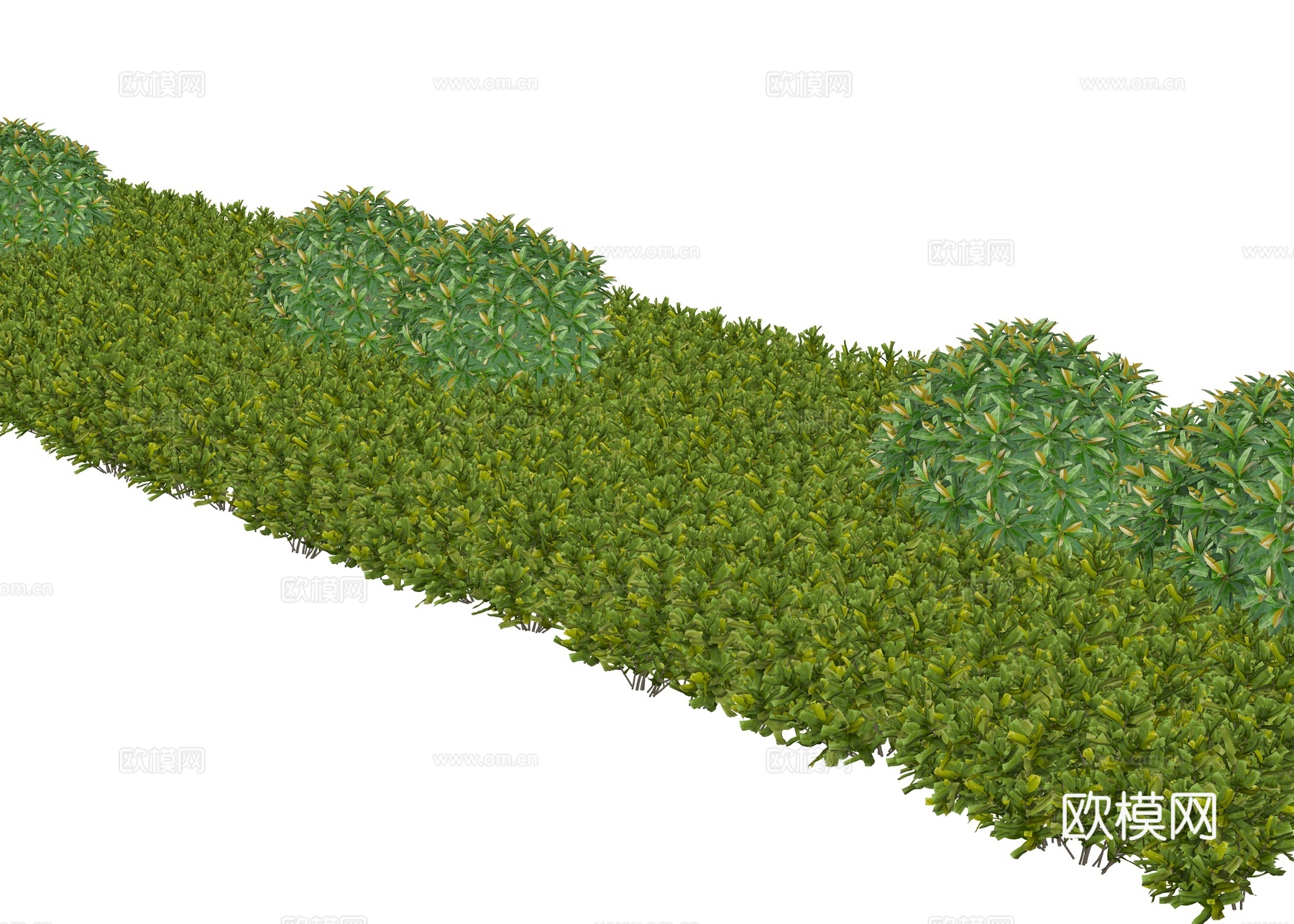 灌木 绿化带植物 景观绿化带 现代灌木su模型
