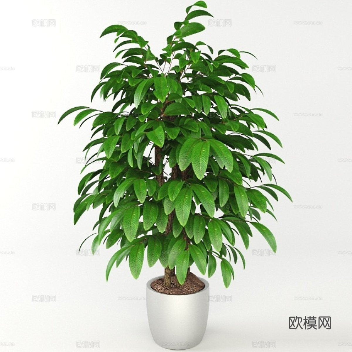 植物，室内植物3d模型