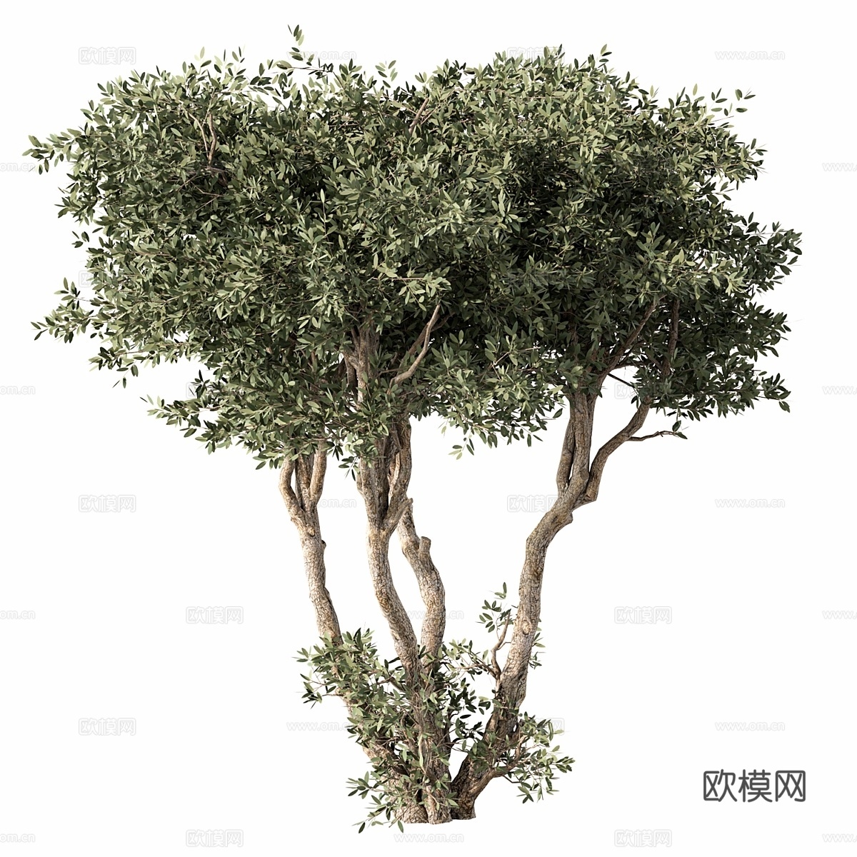 树木编号653d模型