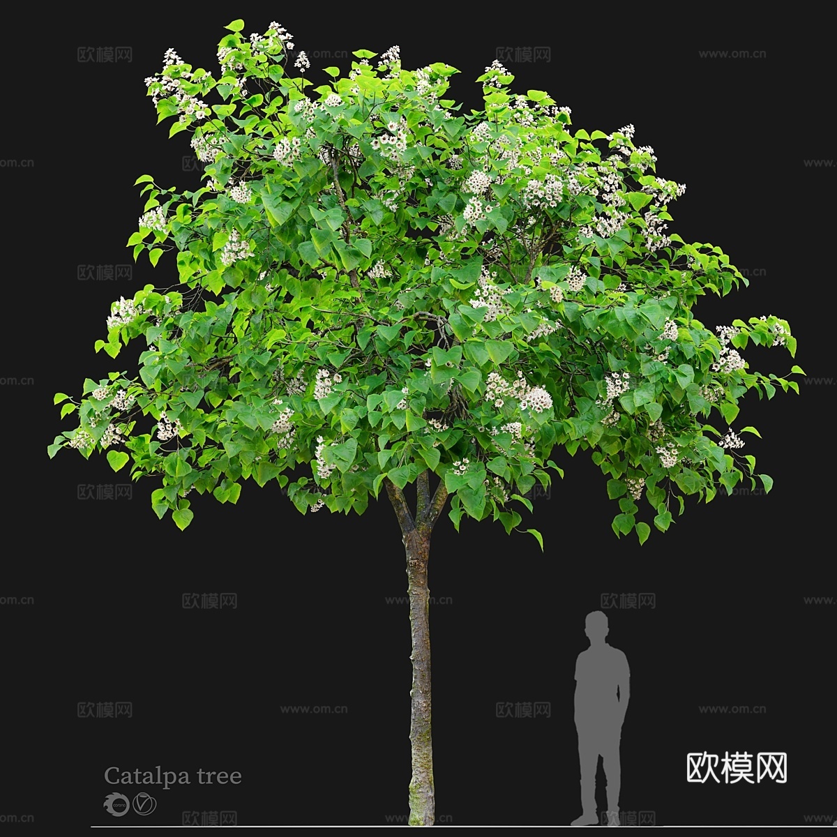 Catalpa树033d模型