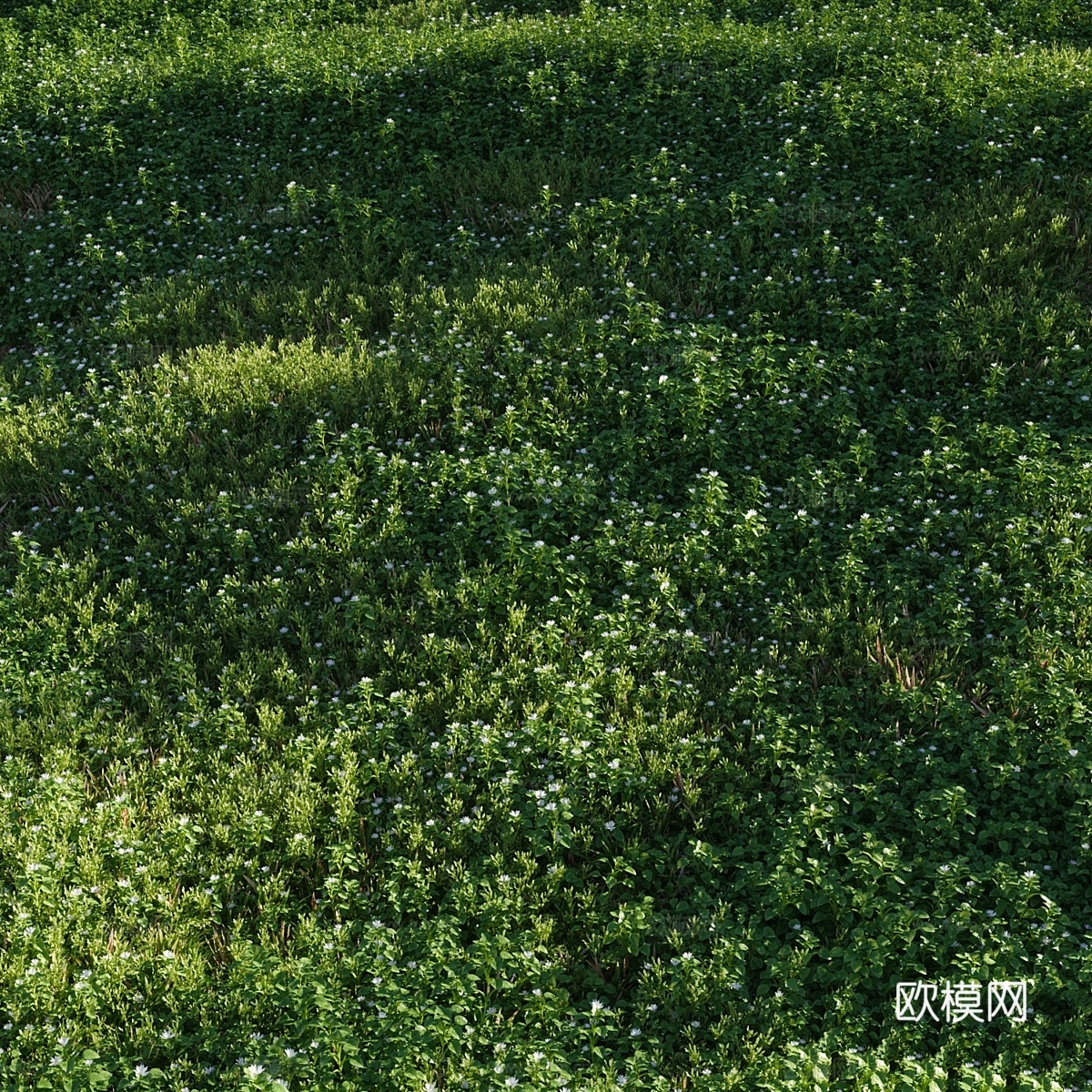 草坪繁缕（繁缕）和蓝草3d模型