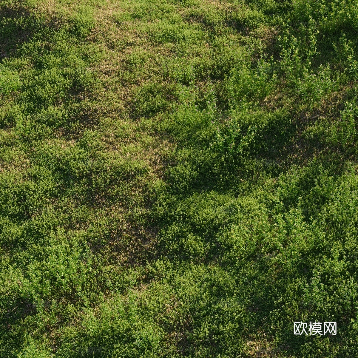 Meadow 草本植物苜蓿和蓝草（七月）3d模型