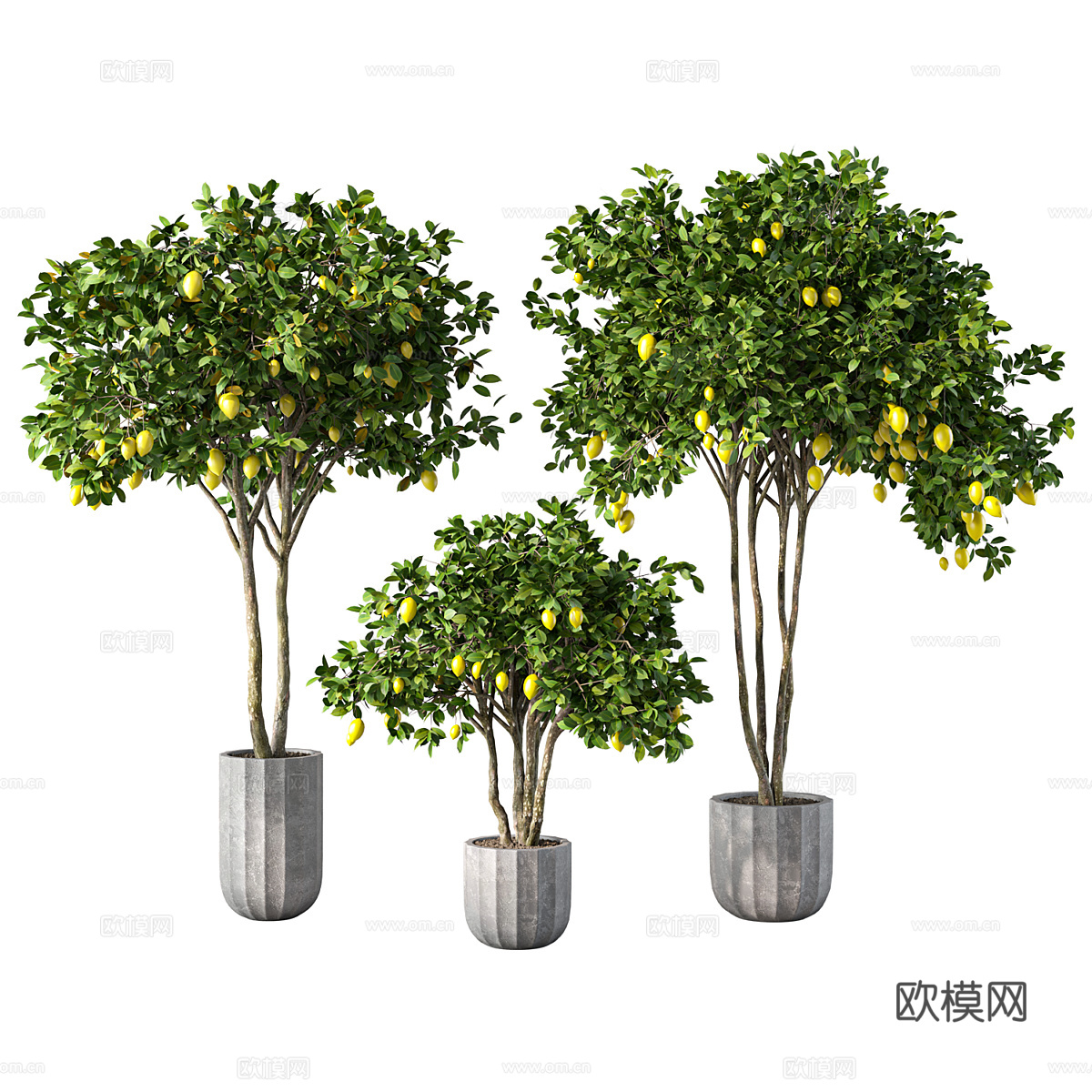 现代柠檬树绿植盆栽3d模型