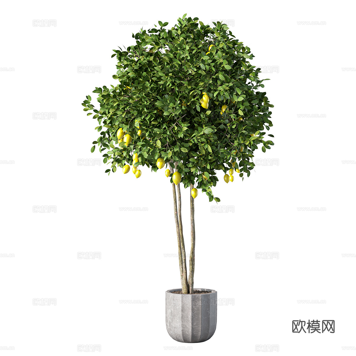 现代柠檬树绿植盆栽3d模型