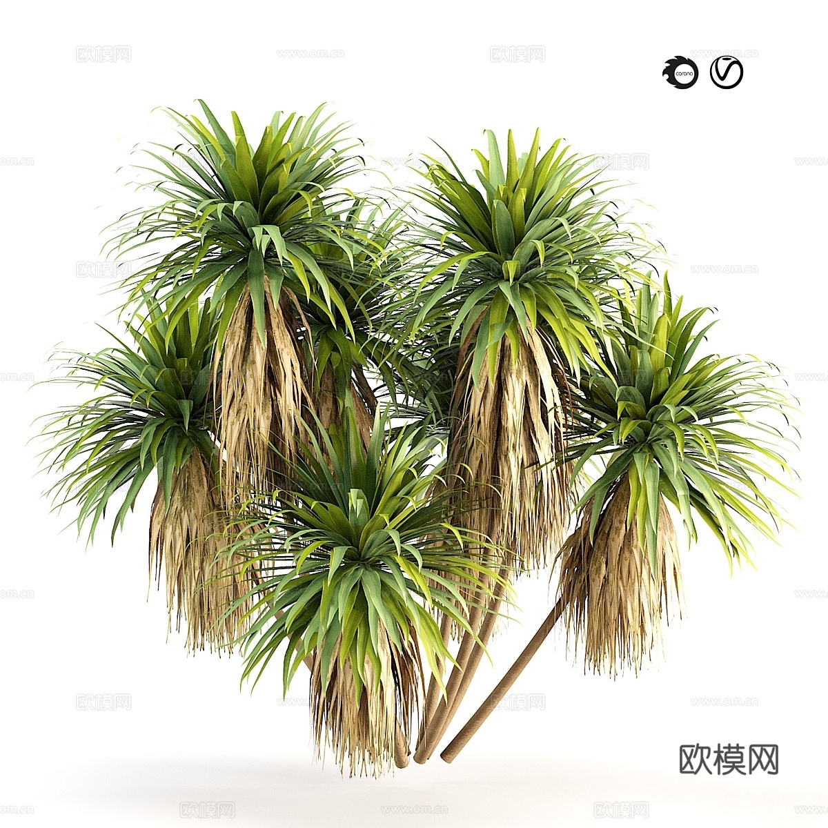 山地卷心菜 3D 模型3d模型