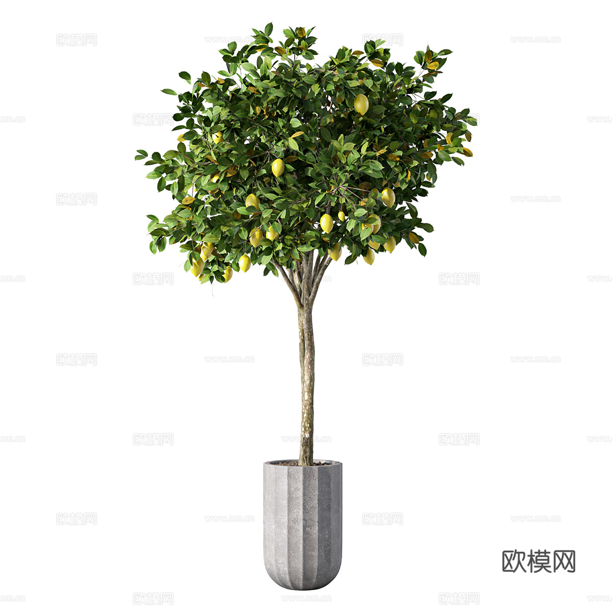 现代柠檬树绿植盆栽3d模型