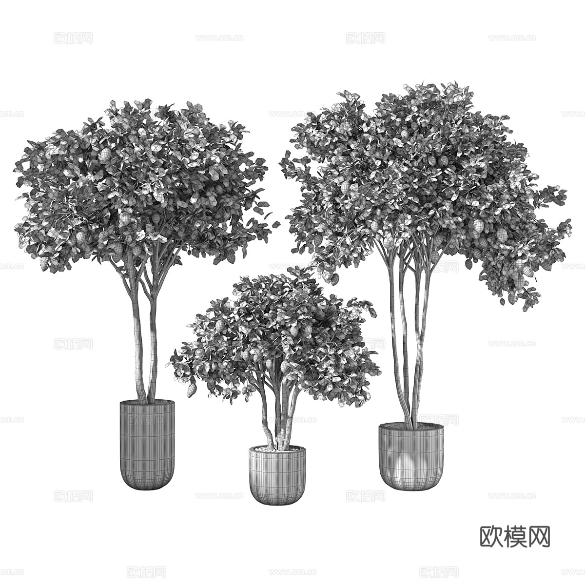 现代柠檬树绿植盆栽3d模型