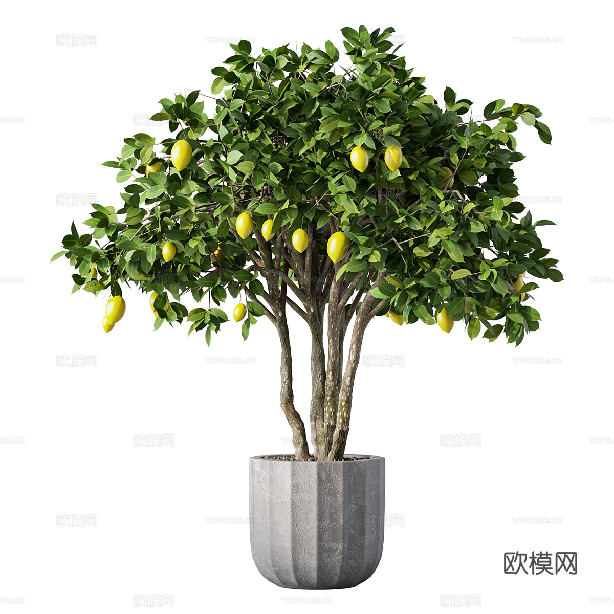 现代柠檬树绿植盆栽3d模型