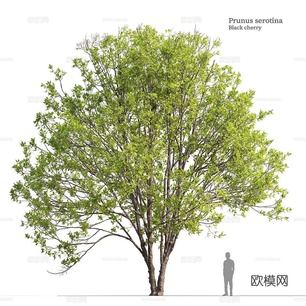 黑樱桃023d模型
