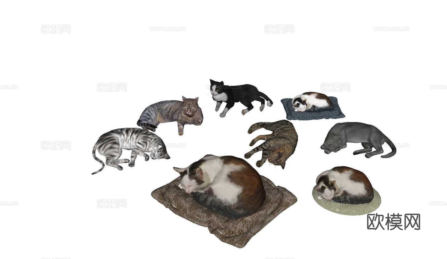 猫 宠物猫 猫咪组合su模型